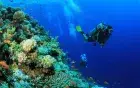 Gordon Reef sandbank Tiran Island — calm sheltered snorkeling spot for families
